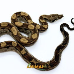 Jiboia Bci (Boa constrictor...