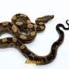 Jiboia Bci (Boa constrictor imperator) AR171
