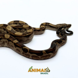 Jiboia Bci (Boa constrictor imperator) AR171