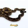 Jiboia Bci (Boa constrictor imperator) AR171