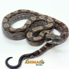 Jiboia Bci (Boa constrictor imperator) A1334 - Motley
