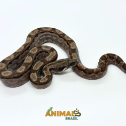 Jiboia Bci (Boa constrictor imperator) A1334 - Motley