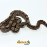 Jiboia Bci (Boa constrictor imperator) A1334 - Motley