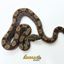 Jiboia Bci (Boa constrictor imperator) A1334 - Motley