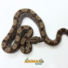 Jiboia Bci (Boa constrictor imperator) A1334 - Motley