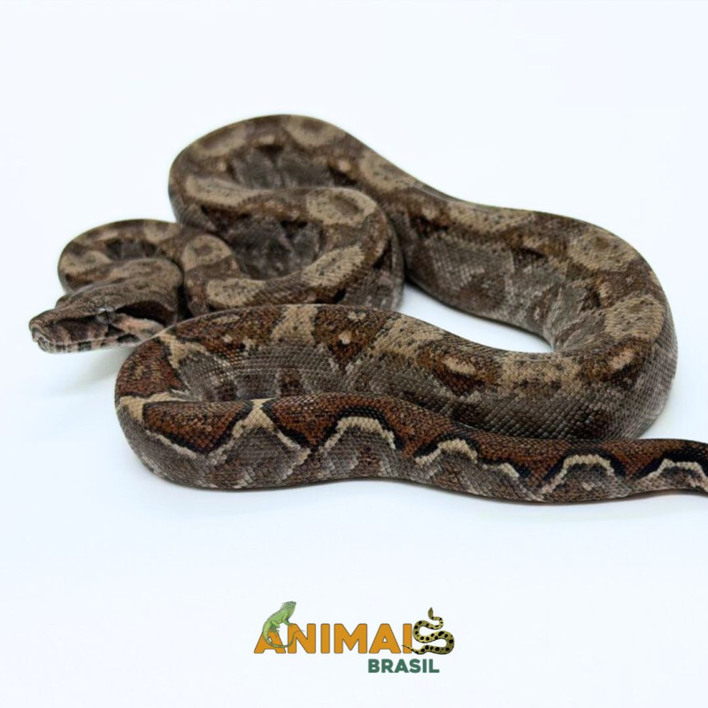 Jiboia Bci (Boa constrictor imperator) A1332 - Comum