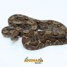 Jiboia Bci (Boa constrictor imperator) A1332 - Comum