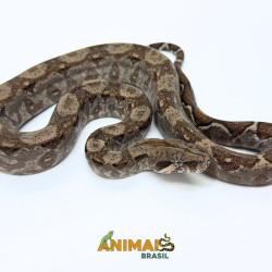 Jiboia Bci (Boa constrictor imperator) A1332 - Comum