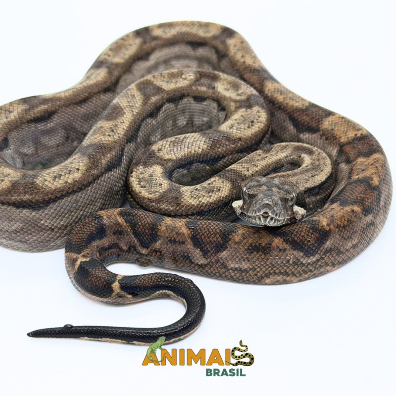 Jiboia Bci (Boa constrictor imperator) A1330 - Motley