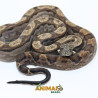 Jiboia Bci (Boa constrictor imperator) A1330 - Motley