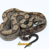 Jiboia Bci (Boa constrictor imperator) A1330 - Motley
