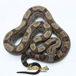 Jiboia Bci (Boa constrictor imperator) A1330 - Motley