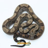 Jiboia Bci (Boa constrictor imperator) A1330 - Motley