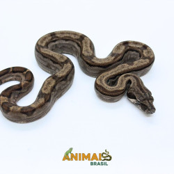 Jiboia Bci (Boa constrictor...
