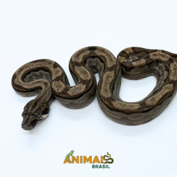 Jiboia Bci (Boa constrictor imperator) A1329 - Motley