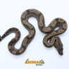 Jiboia Bci (Boa constrictor imperator) A1329 - Motley