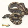 Jiboia Bci (Boa constrictor imperator) A1324 - Motley