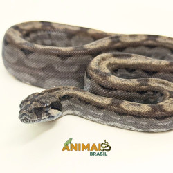 Jiboia Bci (Boa constrictor imperator) A1324 - Motley