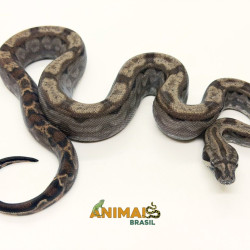 Jiboia Bci (Boa constrictor imperator) A1324 - Motley