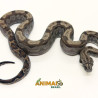 Jiboia Bci (Boa constrictor imperator) A1324 - Motley