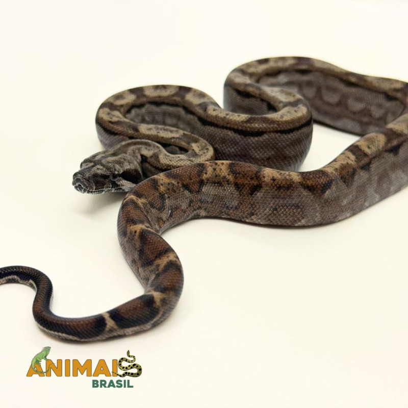 Jiboia Bci (Boa constrictor imperator) A1323 - Motley