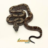 Jiboia Bci (Boa constrictor imperator) A1323 - Motley