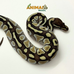 Píton bola (Python regius)...