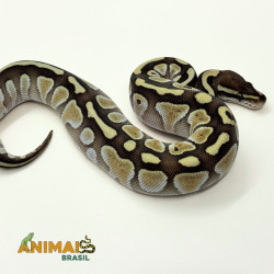 Píton bola (Python regius) A1053 - Lesser