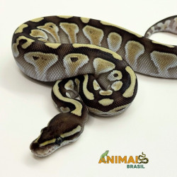 Píton bola (Python regius) A1053 - Lesser