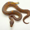 Píton bola (Python regius) A1278 - Banana Black Pastel