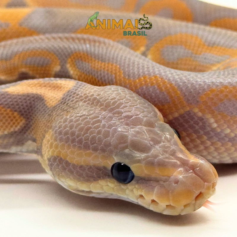 Píton bola (Python regius) A1278 - Banana Black Pastel