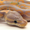 Píton bola (Python regius) A1278 - Banana Black Pastel