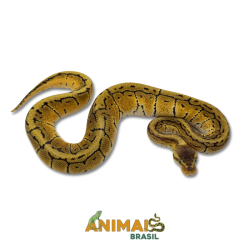 Píton bola (Python regius)...