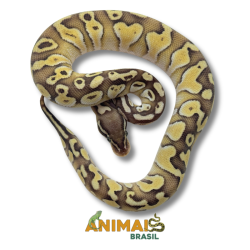 Píton bola (Python regius)...