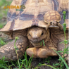 Jabuti de Espora Africano - ( Geochelone sulcata )