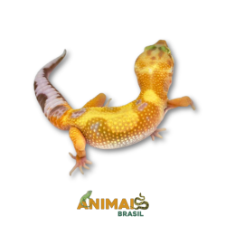 Gecko (Lagartixa Leopardo)...