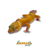 Gecko (Lagartixa Leopardo) - Em324 - Hybino