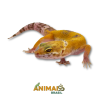 Gecko (Lagartixa Leopardo) - Em324 - Hybino
