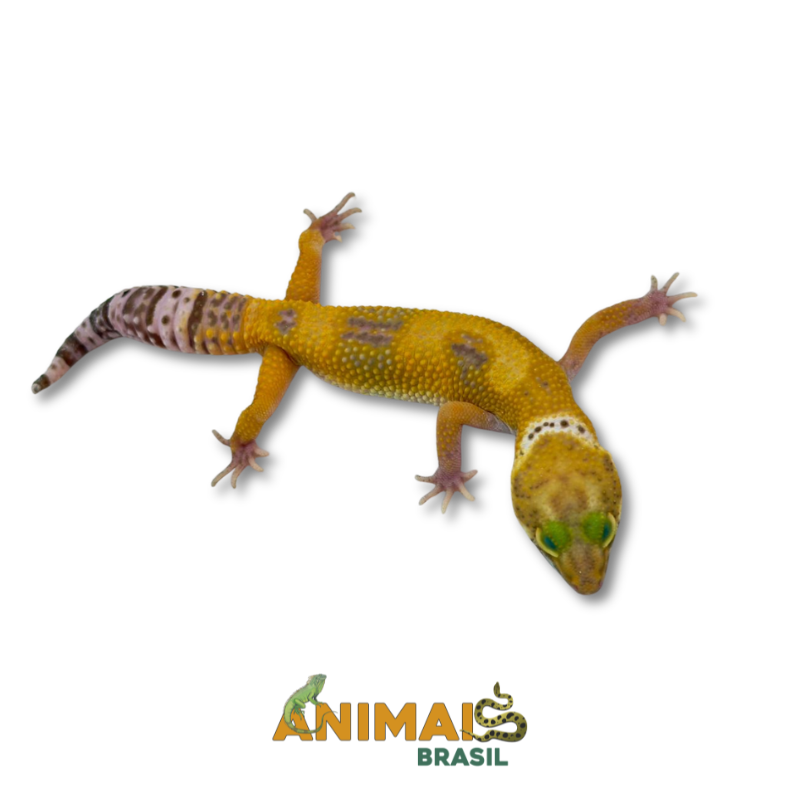 Gecko (Lagartixa Leopardo) - Em324 - Hybino