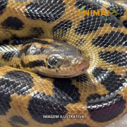 Sucuri do Marajó - (...