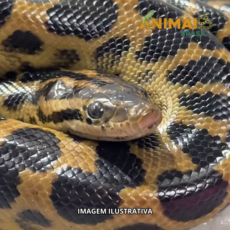 RESERVA 2026 - Sucuri do Marajó - ( Eunectes deschauenseei )