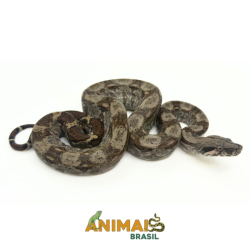 Jiboia Bci (Boa constrictor imperator) - A1347 - Comum
