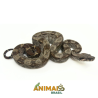 Jiboia Bci (Boa constrictor imperator) - A1347 - Comum