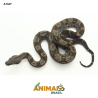 Jiboia Bci (Boa constrictor imperator) - A1347 - Comum