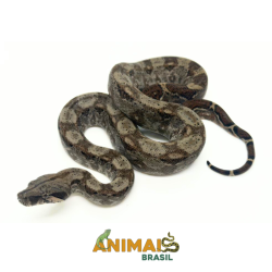 Jiboia Bci (Boa constrictor...
