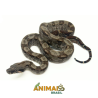 Jiboia Bci (Boa constrictor imperator) - A1347 - Comum