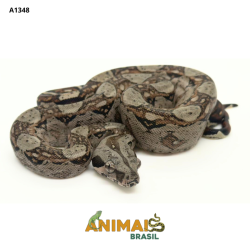 Jiboia Bci (Boa constrictor...