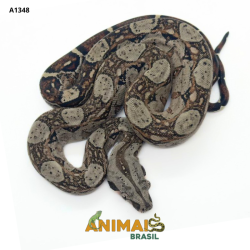 Jiboia Bci (Boa constrictor imperator) - A1348 - Comum