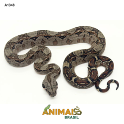 Jiboia Bci (Boa constrictor imperator) - A1348 - Comum