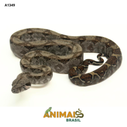 Jiboia Bci (Boa constrictor...